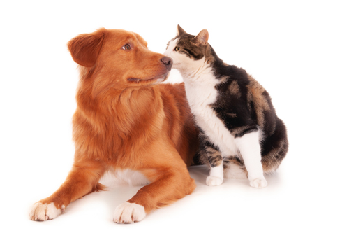 nova-scotia-cat-retriever-dog-playing-funnily-white-surface_web Golden Retriever and dog food